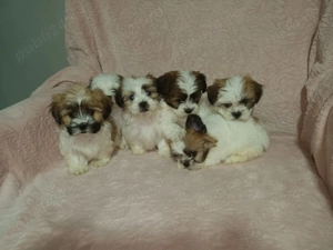 Catelusi Shih Tzu