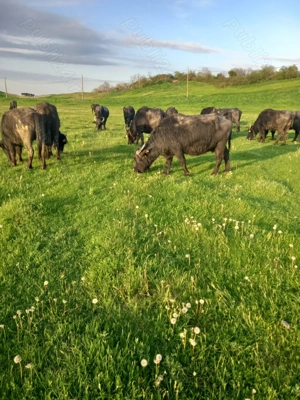 Bivolițe de vânzare - imagine 2