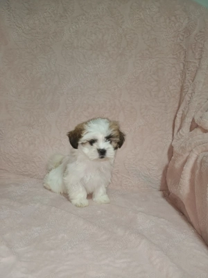Catelusi Shih Tzu  - imagine 5