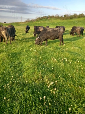 Bivolițe de vânzare