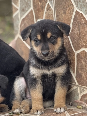 Pui de ciobănesc-german disponibil pentru rezervare - imagine 2