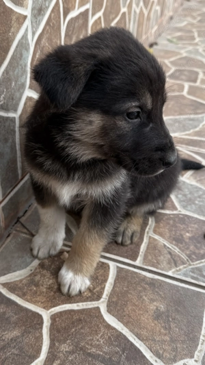 Pui de ciobănesc-german disponibil pentru rezervare - imagine 3