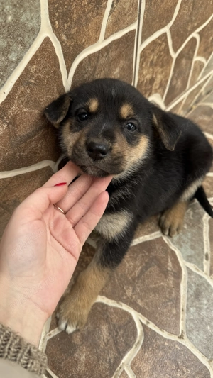 Pui de ciobănesc-german disponibil pentru rezervare - imagine 4