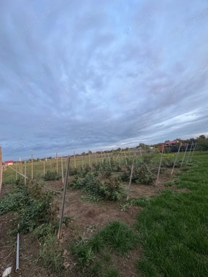 Vând teren intravilan, com. Ineu, Bihor