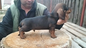 Teckel cu par sârmos  - imagine 2 Teckel cu par sârmos  - imagine 2