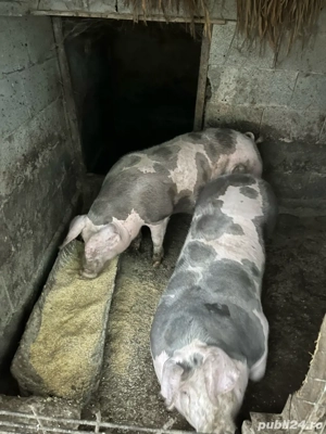vand porci  - imagine 2 vand porci  - imagine 2