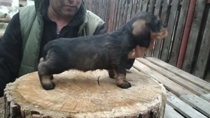 Teckel cu par sârmos  - imagine 3 Teckel cu par sârmos  - imagine 3