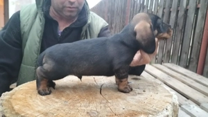 Teckel cu par sârmos