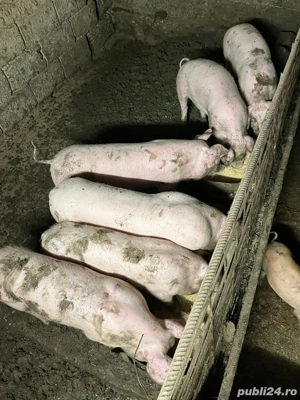 vand porci  - imagine 3 vand porci  - imagine 3
