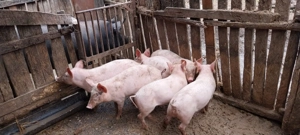 De vânzare grăsuni