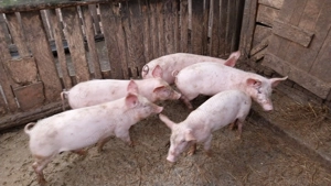 De vânzare grăsuni - imagine 2