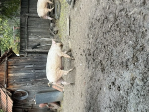 De vânzare porci mai multe detalii la telefon