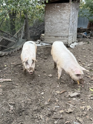 De vânzare porci mai multe detalii la telefon - imagine 2