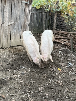 De vânzare porci mai multe detalii la telefon - imagine 3