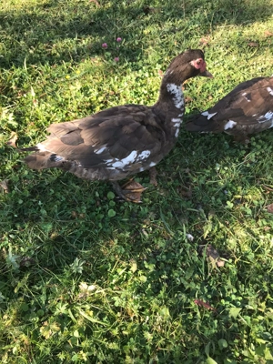 2 rățoi leșești  - imagine 2 2 rățoi leșești  - imagine 2