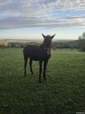 de vanzare  - imagine 2