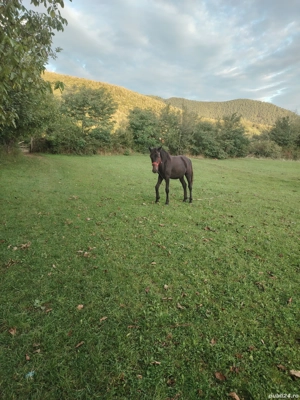 de vanzare  - imagine 3