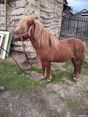 vând ponei armăsar forte cuminte  - imagine 5 vând ponei armăsar forte cuminte  - imagine 5