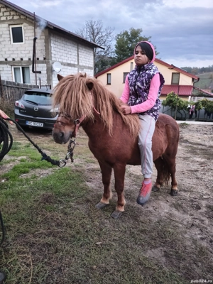 vând ponei armăsar forte cuminte  - imagine 4 vând ponei armăsar forte cuminte  - imagine 4