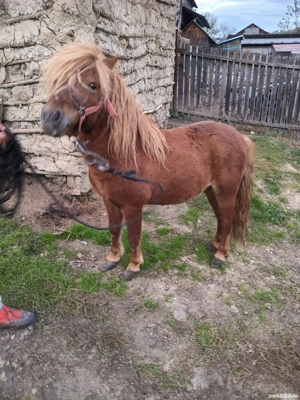 vând ponei armăsar forte cuminte  - imagine 3 vând ponei armăsar forte cuminte  - imagine 3