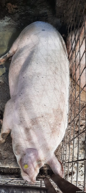 Vând porc crescut in Curte fara Concentrate !!! - imagine 2