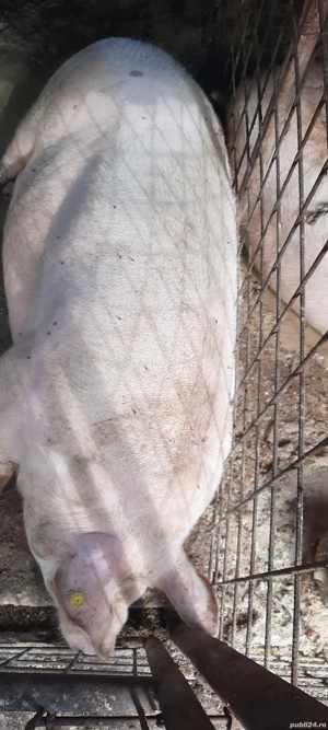 Vând porc crescut in Curte fara Concentrate !!!