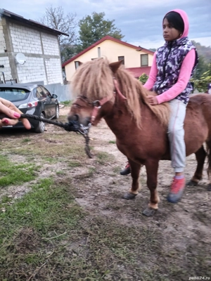 vând ponei armăsar forte cuminte  - imagine 2 vând ponei armăsar forte cuminte  - imagine 2