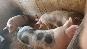 Porci de vanzare 18 lei