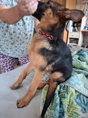 Disponibila ultima femela de ciobănesc getman - imagine 4