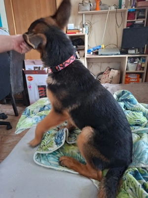 Disponibila ultima femela de ciobănesc getman - imagine 3