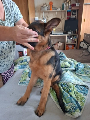 Disponibila ultima femela de ciobănesc getman - imagine 2