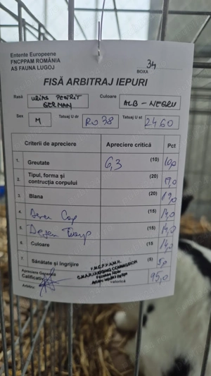 De vânzare 2 masculi Uriaș Pestriț German  - imagine 2