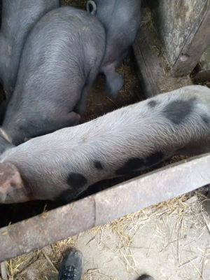 Purcei de vânzare Petrain  - imagine 2 Purcei de vânzare Petrain  - imagine 2