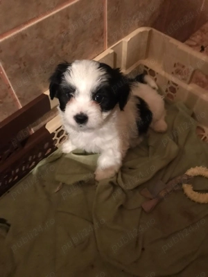Pui Bichon havanez de vânzare  - imagine 2 Pui Bichon havanez de vânzare  - imagine 2
