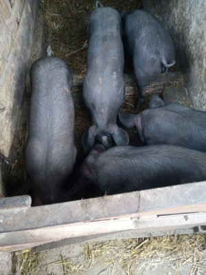 Purcei de vânzare Petrain  - imagine 3 Purcei de vânzare Petrain  - imagine 3