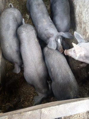 Purcei de vânzare Petrain 