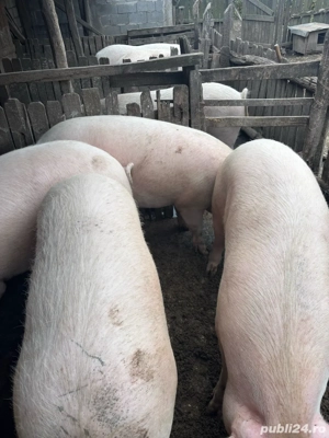 Porci de vanzare - imagine 3