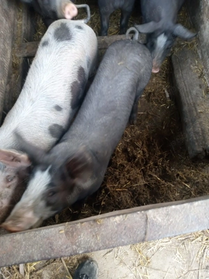 Purcei de vânzare Petrain  - imagine 4 Purcei de vânzare Petrain  - imagine 4