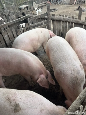 Porci de vanzare - imagine 4