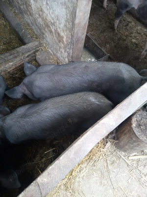 Purcei de vânzare Petrain  - imagine 5 Purcei de vânzare Petrain  - imagine 5