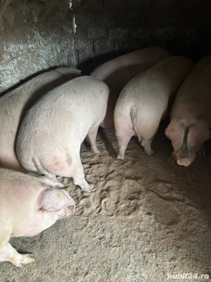 Porci de vanzare - imagine 5