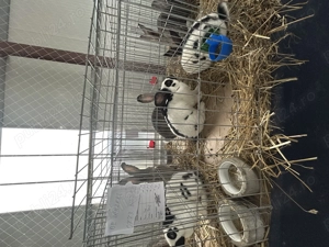 De vânzare 2 masculi Uriaș Pestriț German  - imagine 3