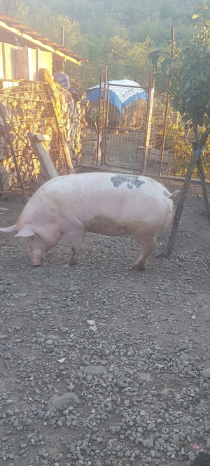 Vând purcea,crescuta bio 