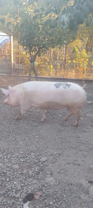 Vând purcea,crescuta bio  - imagine 2 Vând purcea,crescuta bio  - imagine 2