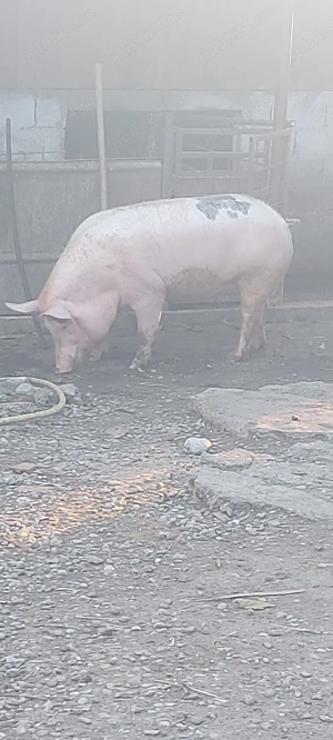 Vând purcea,crescuta bio  - imagine 3 Vând purcea,crescuta bio  - imagine 3