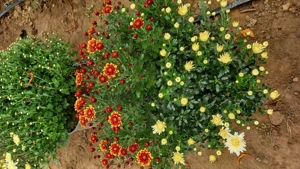 Crizanteme de vânzare