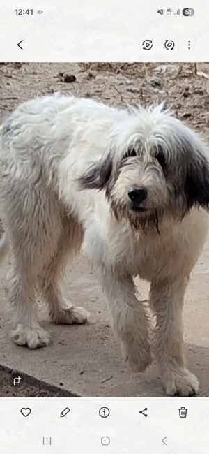 Femela ciobănesc mioritic