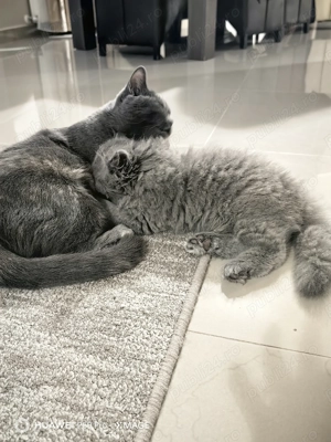 Pui pisica british shorthair