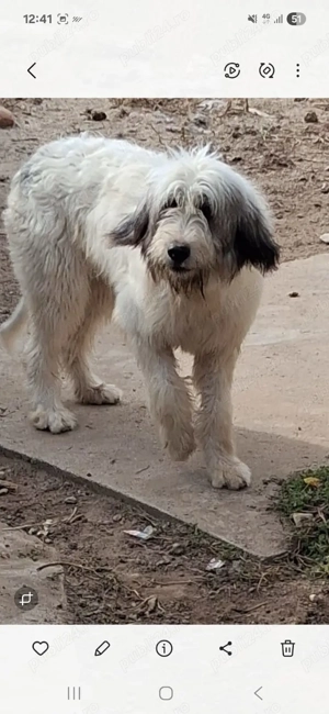 Femela ciobănesc mioritic  - imagine 2 Femela ciobănesc mioritic  - imagine 2