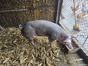 Porci  grasi - imagine 3